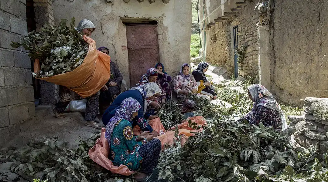 زنجیره نوغانداری