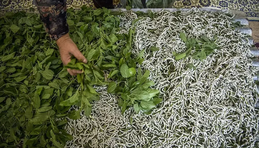 مسیر صنعت تولید ابریشم در ایران