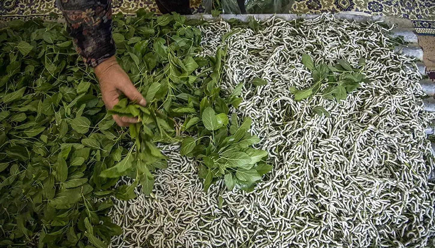 مسیر صنعت تولید ابریشم در ایران