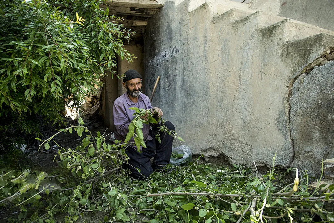 خرید نوغان از کشاورز